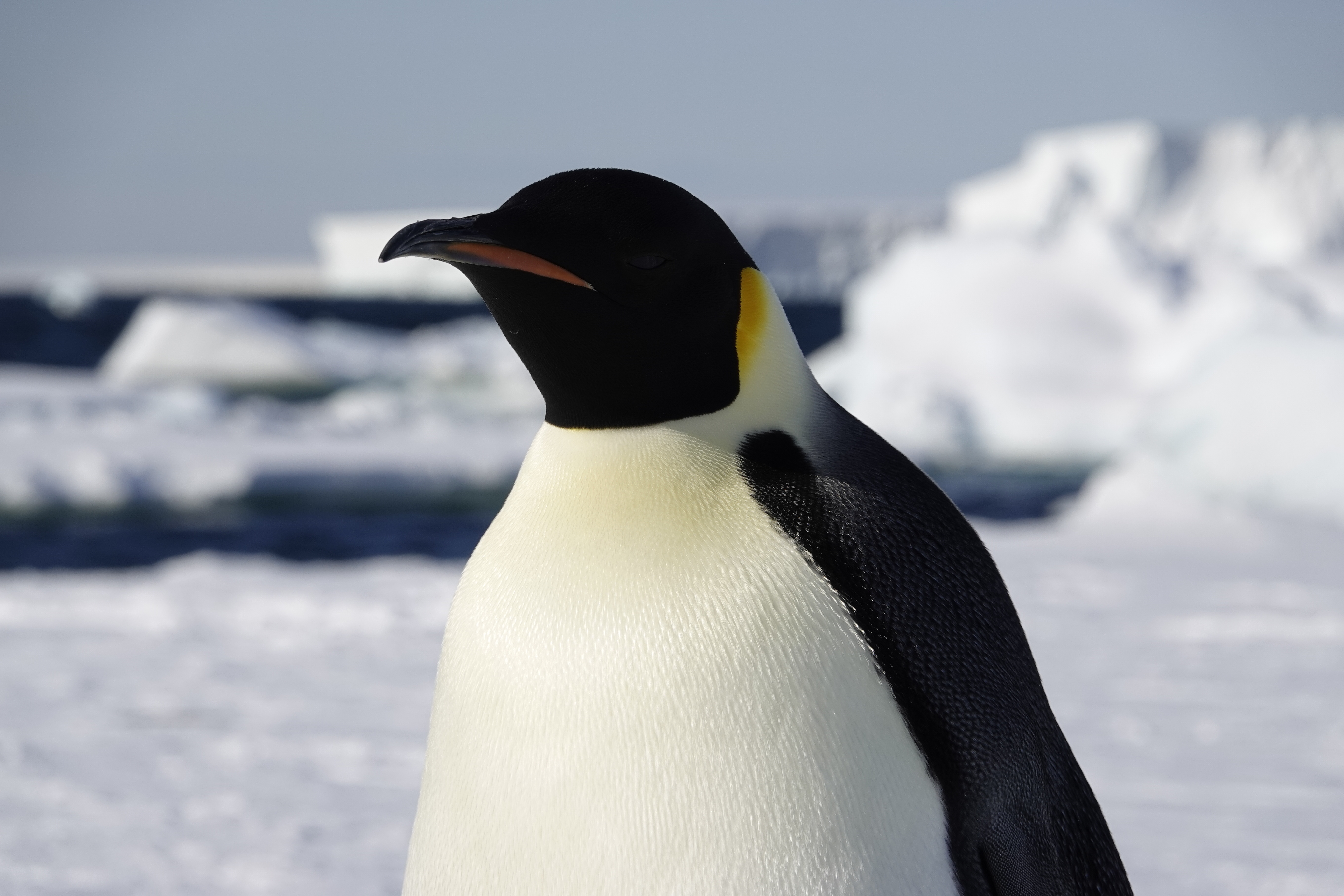 Emperor Penguin Foraging Ecology